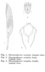Dicranophorus corystis - Original description image