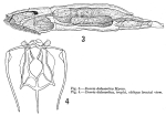 Dicranophorus dalecarlica - Original description image