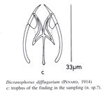 Dicranophorus difflugiarum