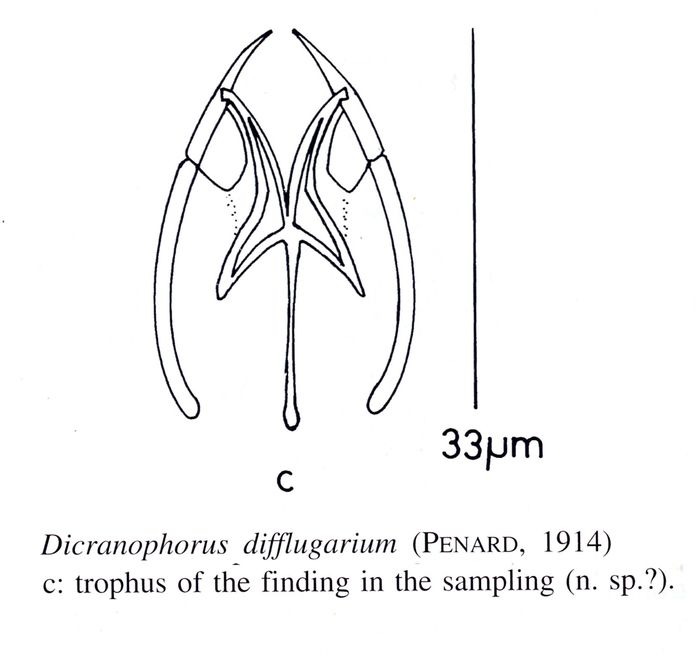 Dicranophorus difflugiarum