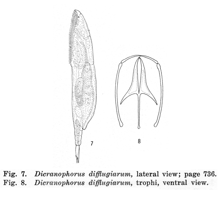 Dicranophorus difflugiarum