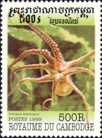 Octopus macropus