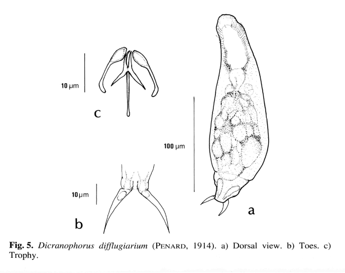 Dicranophorus difflugiarum