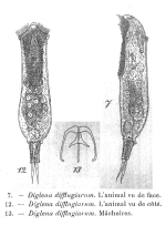 Dicranophorus difflugiarum - Original description image