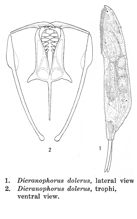 Dicranophorus dolerus - Original description image