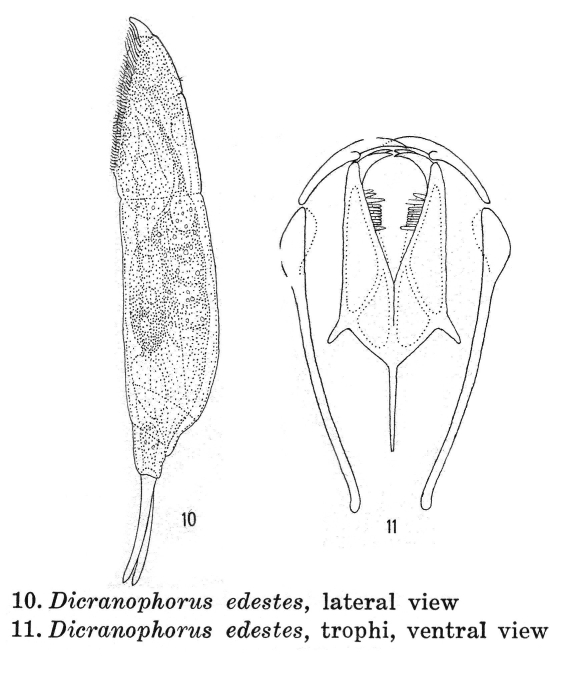 Dicranophorus edestes - Original description image