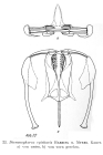 Dicranophorus epicharis