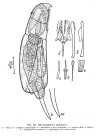 Dicranophorus epicharis