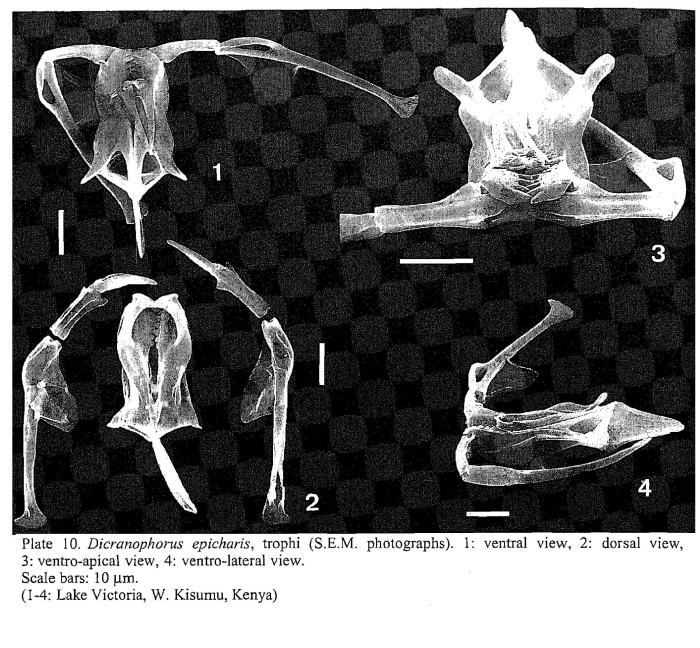 Dicranophorus epicharis Dicranophorus epicharis