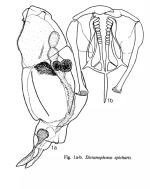 Dicranophorus epicharis