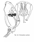 Dicranophorus epicharis