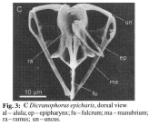 Dicranophorus epicharis