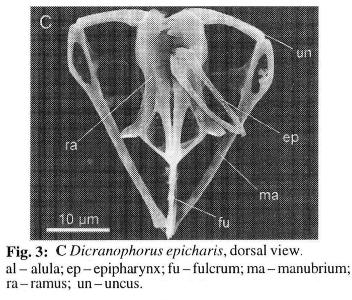 Dicranophorus epicharis