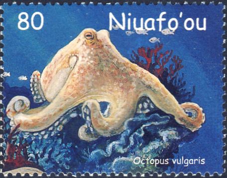 Octopus vulgaris