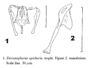 Dicranophorus epicharis