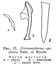 Dicranophorus epicharis