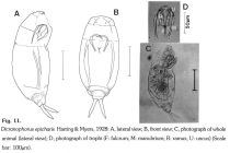 Dicranophorus epicharis
