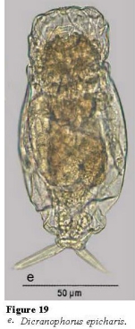 Dicranophorus epicharis