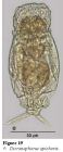 Dicranophorus epicharis