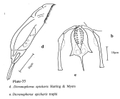 Dicranophorus epicharis