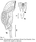 Dicranophorus epicharis