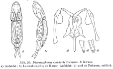 Dicranophorus epicharis