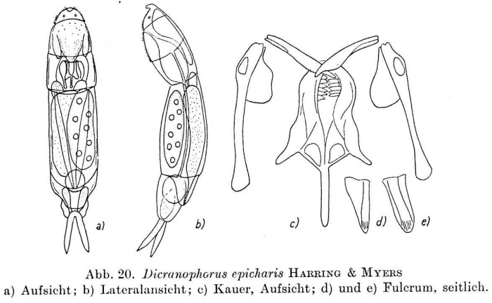 Dicranophorus epicharis Dicranophorus epicharis