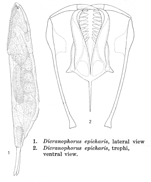 Dicranophorus epicharis - Original description image