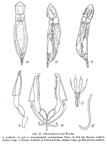 Dicranophorus esox