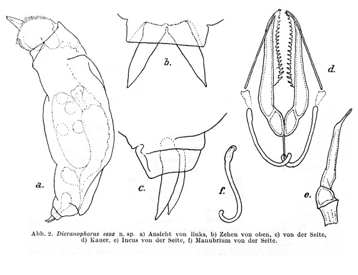 Dicranophorus esox - Original description image