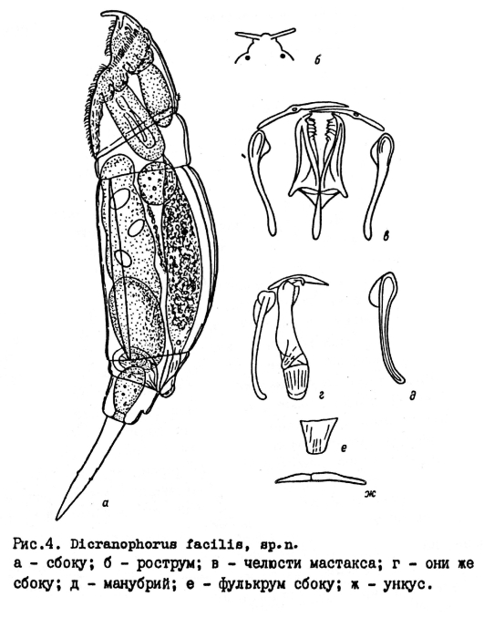 Dicranophorus facilis - Original description image