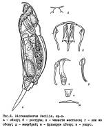 Dicranophorus facilis