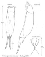 Dicranophorus facinus