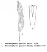 Dicranophorus facinus - Original description image