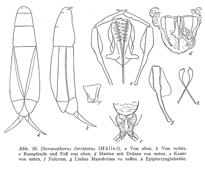 Dicranophorus forcipatus Dicranophorus forcipatus
