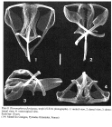 Dicranophorus forcipatus