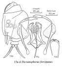 Dicranophorus forcipatus