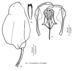 Dicranophorus forcipatus