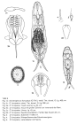 Dicranophorus forcipatus
