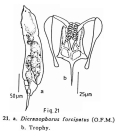 Dicranophorus forcipatus