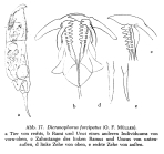 Dicranophorus forcipatus