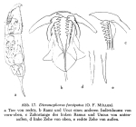 Dicranophorus forcipatus