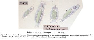 Dicranophorus forcipatus