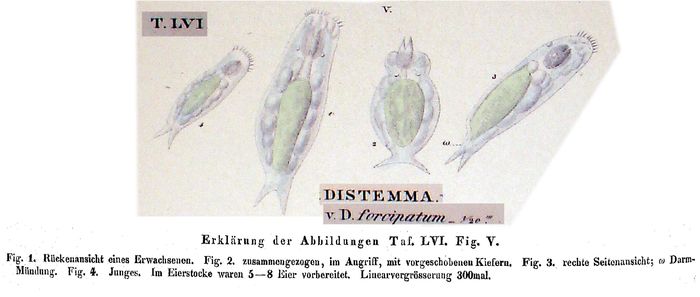 Dicranophorus forcipatus Dicranophorus forcipatus