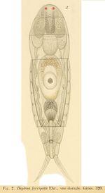 Dicranophorus forcipatus