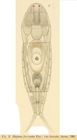 Dicranophorus forcipatus