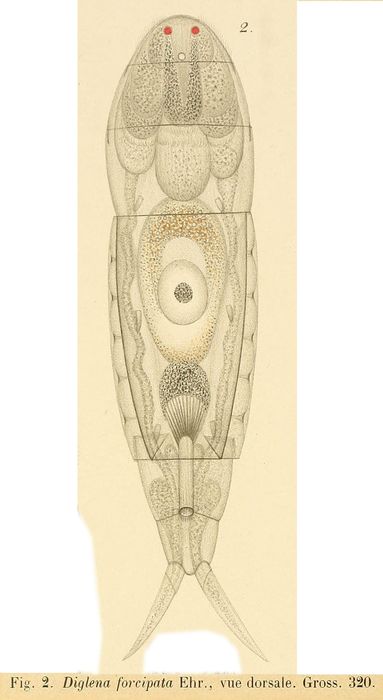 Dicranophorus forcipatus Dicranophorus forcipatus