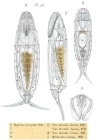 Dicranophorus forcipatus