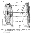 Dicranophorus forcipatus