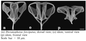 Dicranophorus forcipatus